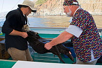 Southern sea otter (Enhydra lutris) researcher Tim Tinker and veterinarian Dr. Mike Murray handling anesthetized otter after taking blood samples and tagging flippers, Big Sur Coastline, California, U...