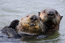 Southern sea otter (Enhydra lutris) mother holding onto pup at sea surface, Monterey Bay, California, USA