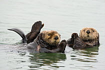 Southern sea otters (Enhydra lutris) trying to keep paws dry for thermoregulation by holding above water surface, Monterey Bay, California, USA