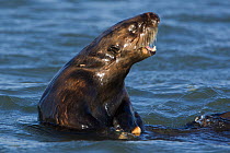 Southern sea otter (Enhydra lutris) mother calling pup, Monterey Bay, California, USA