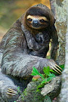 Brown throated Three-toed Sloth (Bradypus variegatus) mother and newborn baby (less than 1 week old) Aviarios Sloth Sanctuary, Costa Rica~*Digitally removed highlights in background