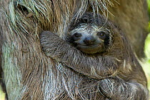 Brown throated Three-toed Sloth (Bradypus variegatus) newborn baby (less than 1 week old) clinging to mother, Aviarios Sloth Sanctuary, Costa Rica~(Digitally removed twig in background)