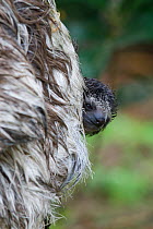 Brown throated Three-toed Sloth (Bradypus variegatus) newborn baby (less than 1 week old) clinging to mother, Aviarios Sloth Sanctuary, Costa Rica