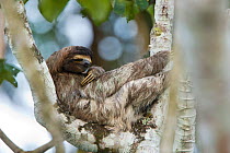 Brown-throated Three-toed Sloth (Bradypus variegatus) female sleeping in tree, Aviarios Sloth Sanctuary, Costa Rica