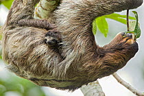 Brown-throated Three-toed Sloth (Bradypus variegatus) mother and newborn baby (less than 1 week) mother feeding on leaves, Aviarios Sloth Sanctuary, Costa Rica