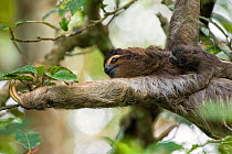 Brown-throated Three-toed Sloth (Bradypus variegatus) mother and newborn baby (less than 1 week old) mother feeding on leaves in tree, Aviarios Sloth Sanctuary, Costa Rica~(Digitally removed twig in b...