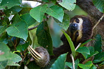 Brown throated Three-toed Sloth (Bradypus variegatus) feeding in tree, Aviarios Sloth Sanctuary, Costa Rica