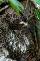 Brown throated Three-toed Sloth (Bradypus variegatus) climbing tree with green algae on hair, Aviarios Sloth Sanctuary, Costa Rica