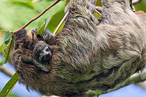 Brown throated Three-toed Sloth (Bradypus variegatus) mother and newborn baby (less than 1 week) resting in tree, Aviarios Sloth Sanctuary, Costa Rica. (Digitally removed branch from background)