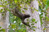 Brown throated Three-toed Sloth (Bradypus variegatus) male crossing from one tree to the next, Aviarios Sloth Sanctuary, Costa Rica