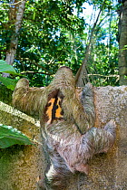 Brown throated Three-toed Sloth (Bradypus variegatus) male climbing wall, Aviarios Sloth Sanctuary, Costa Rica