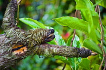 Brown throated Three-toed Sloth ( Bradypus variegatus) male reaching to branch, Aviarios Sloth Sanctuary, Costa Rica