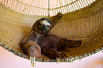 Brown throated Three-toed Sloth (Bradypus variegatus) 'Buttercup' the sloth ambassador rescued orphan in Aviarios Sloth Sanctuary, Costa Rica