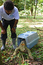 Brown throated Three-toed Sloth (Bradypus variegatus) rehabilitated individual being released back into the wild by rescue worker, Santiago Chaggo, Aviarios Sloth Sanctuary, Costa Rica~Model released