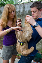 Brown throated Three-toed Sloth (Bradypus variegatus) having 'daily diary' transmitter attached by research student, Rebecca Cliffe, Aviarios Sloth Sanctuary, Costa Rica. Model released