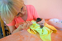 Brown throated Three-toed Sloth (Bradypus variegatus) 2 day newborn orphan sloth bottle fed by Judy Avey-Arroyo, Sanctuary Owner, Aviarios Sloth Sanctuary, Costa Rica. Model released