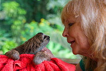 Brown throated Three-toed Sloth (Bradypus variegatus) 2 month  orphan sloth with Judy Avey-Arroyo, Sanctuary Owner, Aviarios Sloth Sanctuary, Costa Rica. Model released