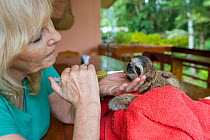 Brown throated Three-toed Sloth (Bradypus variegatus) Judy Avey-Arroyo, Sanctuary Owner, administering rehydration fluids to 2 month orphan baby, Aviarios Sloth Sanctuary, Costa Rica. Model released