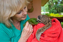 Brown throated Three-toed Sloth (Bradypus variegatus) Judy Avey-Arroyo, Sanctuary Owner, feeding Cecropia leaf to 2 month orpha baby Aviarios Sloth Sanctuary, Costa Rica. Model released