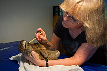 Brown throated Three-toed Sloth (Bradypus variegatus) owner of sloth sanctuary, Judy Avey-Arroyo, feeding cecropia seed pod to 2 month  orphan baby, Aviarios Sloth Sanctuary, Costa Rica. Model release...