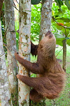 Hoffmann's Two-toed Sloth (Choloepus hoffmanni) climbing a tree within Aviarios Sloth Sanctuary, Costa Rica
