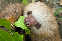 Hoffmann's Two-toed Sloth (Choloepus hoffmanni) ~6 month orphan eating leaf, Aviarios Sloth Sanctuary, Costa Rica