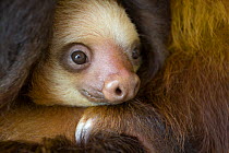 Hoffmann's Two-toed Sloth (Choloepus hoffmanni) portrait of orphan juvenile, Aviarios Sloth Sanctuary, Costa Rica