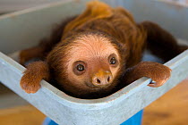 Hoffmann's Two-toed Sloth (Choloepus hoffmanni)orphan baby being weighed, Aviarios Sloth Sanctuary, Costa Rica