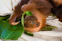 Hoffmann's Two-toed Sloth (Choloepus hoffmanni) orphan baby feeding on leaves in Aviarios Sloth Sanctuary, Costa Rica