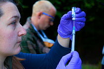 Defra Field Workers prepare vaccine for use on European Badgers (Meles meles) as part of bovine tuberculosis (bTB) vaccination trials in Gloucestershire, UK June 2011. Part of winning portfolio for Do...