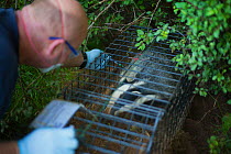 European Badger (Meles meles) trapped in a cage trap is vaccinated by Defra field worker against bovine tuberculosis (bTB) during vaccination trials in Gloucestershire, UK June 2011.