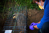 European Badger (Meles meles) trapped in a cage trap is vaccinated by Defra field worker against bovine tuberculosis (bTB) during vaccination trials in Gloucestershire, UK June 2011.
