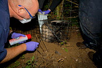 To aid identification of vaccinated animals, a Defra Field Worker clips the hair of a European Badger (Meles meles) that has been restrained using plastic wickets in a cage trap during bovine tubercul...