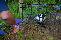 To aid identification of vaccinated animals, a Defra Field Worker sprays dye onto the hair of a European Badger (Meles meles) caught in a cage trap during bovine tuberculosis (bTB) vaccination trials...