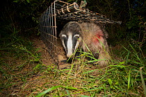 European Badger (Meles meles) emerges from a cage trap following its successful vaccination against bovine tuberculosis (bTB) during vaccination trials. The red dye on its flank denotes that the badge...