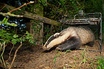 European Badger (Meles meles) is released from a cage trap following its successful vaccination against bovine tuberculosis (bTB) during vaccination trials in Gloucestershire, UK June 2011. Part of wi...