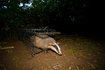 European Badger (Meles meles) is released from a cage trap following its successful vaccination against bovine tuberculosis (bTB) during vaccination trials in Gloucestershire, UK June 2011