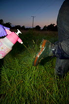As part of biosecurity measures, Defra Field Workers sterilise their boots during European Badger (Meles meles) bovine tuberculosis vaccination trials in Gloucestershire, UK June 2011.