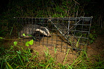 A European Badger (Meles meles) caught in a cage trap awaiting vaccination as part of bovine tuberculosis (bTB) vaccination trials on farmland in Gloucestershire, UK June 2011.