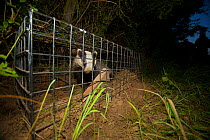 A European Badger (Meles meles) caught in a cage trap awaiting vaccination as part of bovine tuberculosis (bTB) vaccination trials on farmland in Gloucestershire, UK. June 2011. Part of winning portfo...