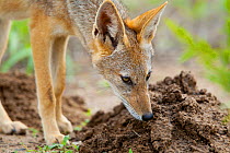 Black backed Jackal (Canis mesomelas) sniffing mole hills in Mapungubwe National Park, Limpopo Province, South Africa