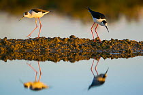 Black winged Stilts (Himantopus himantopus) pair reflected in the water on salt flats in the Algarve, Portugal, May