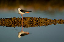 Black winged Stilt (Himantopus himantopus) resting while standing on one leg is reflected in the water of salt flats in the Algarve, Portugal, May