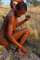 A Zu/'hoasi Bushman hunter crouches and picks edible plant leaves on the plains of the Kalahari, Botswana. April 2012.