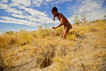 A young Zu/'hoasi Bushman hunter uses a long pole with a hook on the end to catch Spring Hares (Pedetes capensis) in a burrow in the Kalahari, Botswana. April 2012.