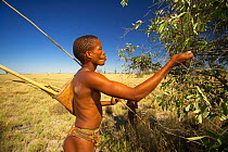 A young Zu/'hoasi Bushman hunter carrying a bow, a quiver of arrows and a pole for hunting Spring Hares (Pedetes capensis) stops to pick fruit from a bush on the open plains of the Kalahari, Botswana....
