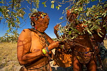 A Zu/'hoasi Bushman man and woman gather berries from a bush in the Kalahari, Botswana. April 2012.