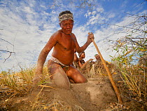 A Zu/'hoasi Bushman digs for a tuber using a stick in the dry ground of the Kalahari, Botswana. April 2012.