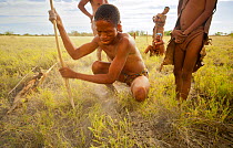 A young Zu/'hoasi Bushman digging for a tuber in the dry earth of the Kalahari, Botswana. April 2012.