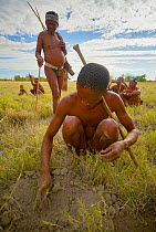A young Zu/'hoasi Bushman digs up a small tuber from the dry earth of the Kalahari, Botswana. April 2012.